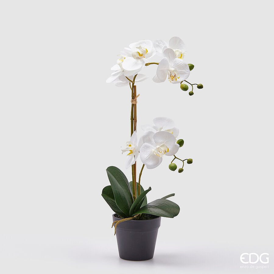 edg enzo de gasperi edg enzo de gasperi orchidea phalaenopsis con vaso ramo x2 artificiale h 53 cm white ean 8059824358066