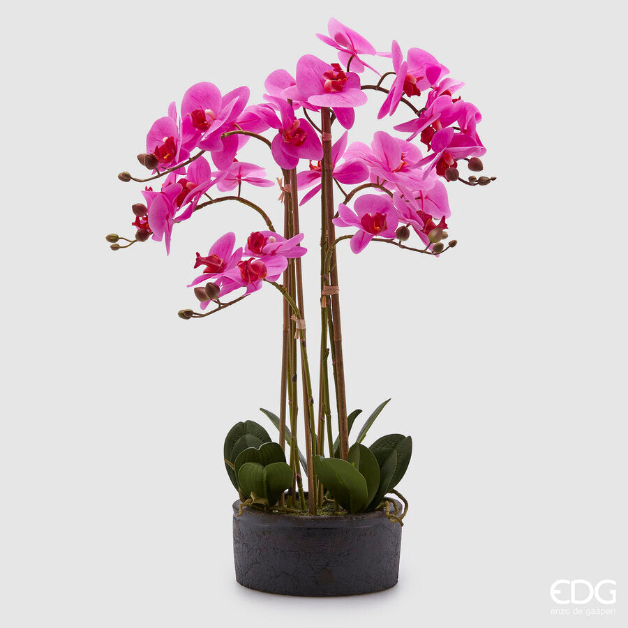 edg enzo de gasperi edg enzo de gasperi orchidea phalaenopsis real con vaso ramo x6 artificiale h 725 cm fuchsia ean 8054184911470