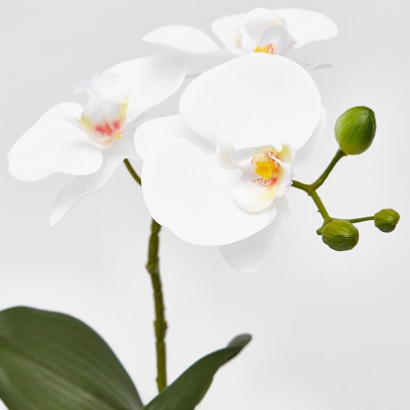 EDG Enzo De Gasperi Phalaenopsis Orchid Plant with Artificial Pot H 33 Cm White