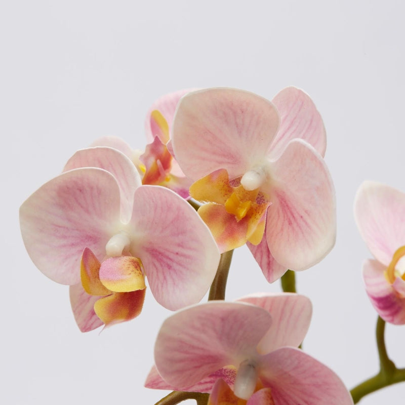 edg enzo de gasperi edg enzo de gasperi orchidea phalaenopsis olis ramo x2 artificiale h 62 cm pink ean 8059824234018