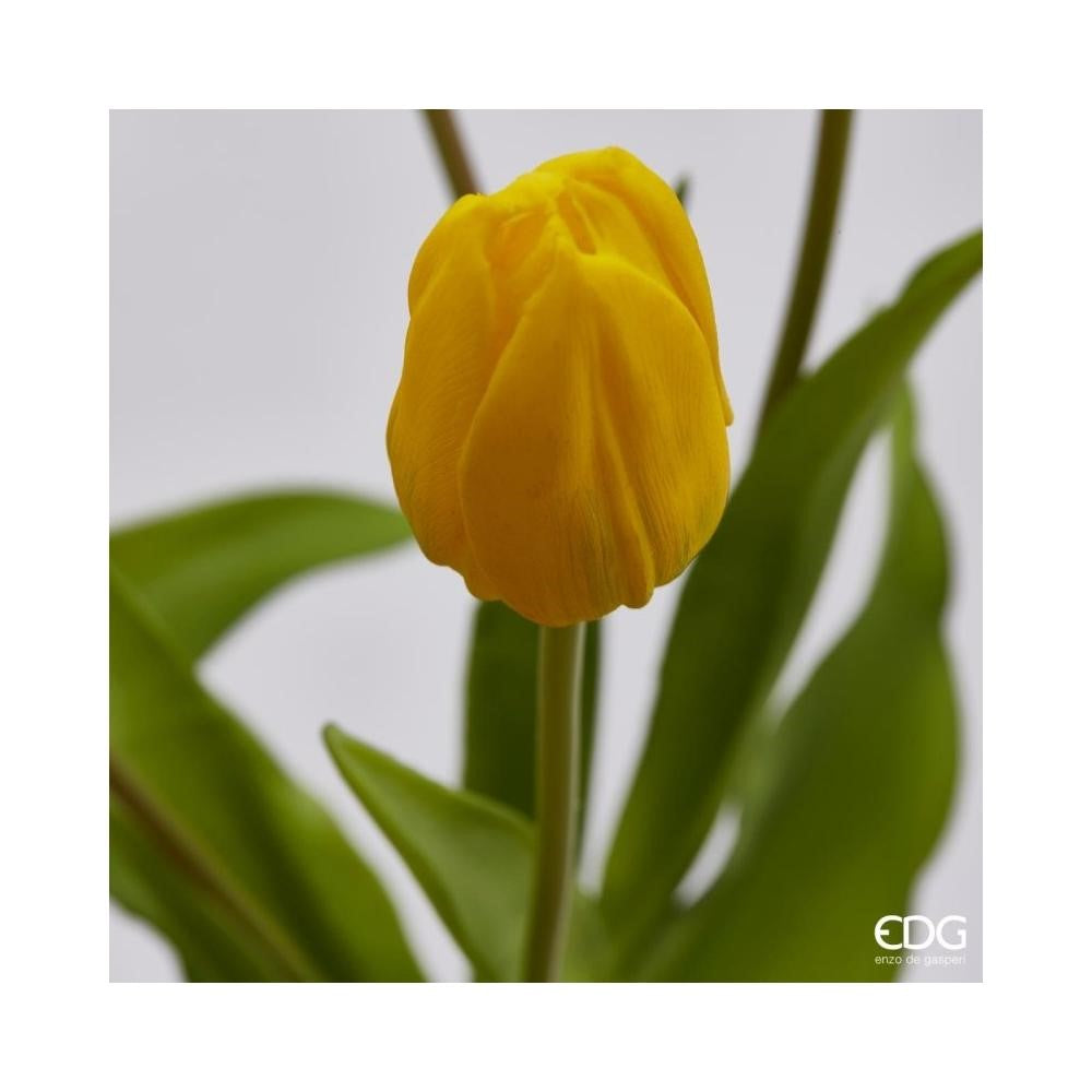 EDG Enzo De Gasperi Bouquet of 5 Tulips Olis Ass. H 40 Cm Yellow 1 Pc