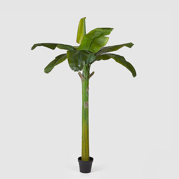 EDG Enzo De Gasperi Banano Pianta C/Vaso H185 (8fg) C1 Green