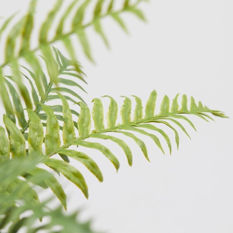 EDG Enzo De Gasperi Felce Olis Cespuglio H 45 Cm 23 Fg Verde