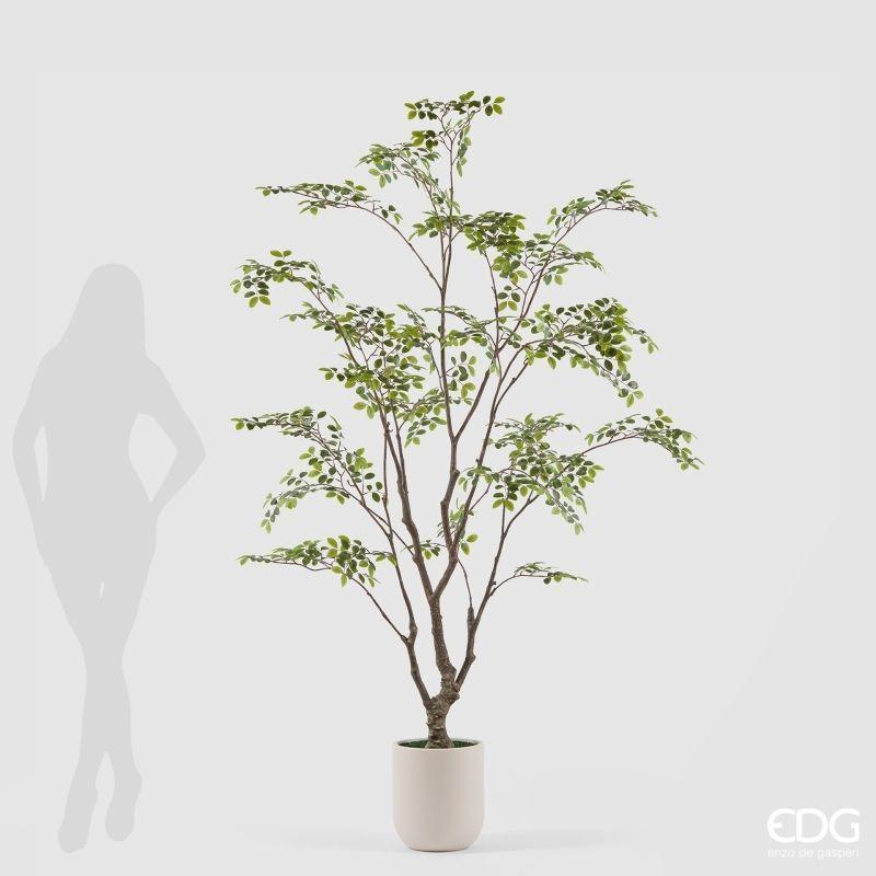 edg enzo de gasperi edg enzo de gasperi pianta artificiale bucida buceras vogue con vaso h 210 cm pianta decorativa realistica design moderno ean 8059824655080