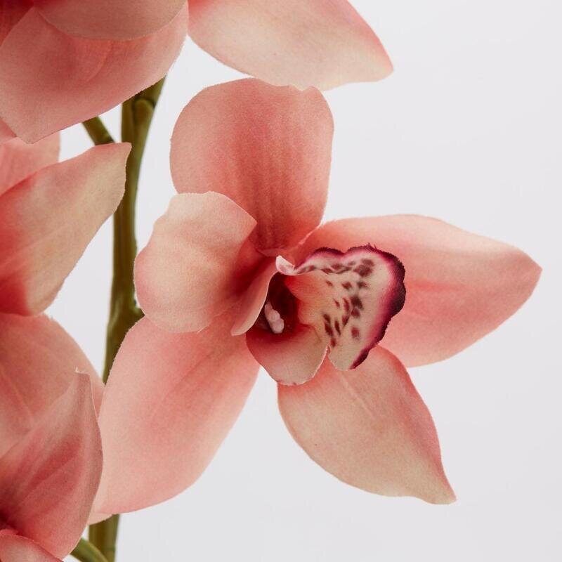edg enzo de gasperi edg enzo de gasperi orchidea cymbidium h 90 cm rosa ean 8059824235138