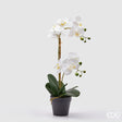 edg enzo de gasperi edg enzo de gasperi orchidea phalaenopsis con vaso ramo x2 artificiale h 53 cm white ean 8059824358066