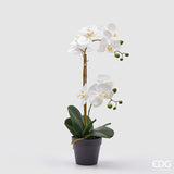 edg enzo de gasperi edg enzo de gasperi orchidea phalaenopsis con vaso ramo x2 artificiale h 53 cm white ean 8059824358066