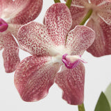 edg enzo de gasperi cespuglio orchidea vanda artificiale con foglio h 70 cm ass two tone pink 1 pz ean 8059824475572