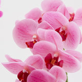 edg enzo de gasperi edg enzo de gasperi orchidea phalaenopsis real ramo artificiale ass h 76 cm fuchsia 1 pz ean 8054184754169