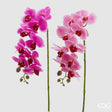 edg enzo de gasperi edg enzo de gasperi orchidea phalaenopsis real ramo artificiale ass h 76 cm fuchsia 1 pz ean 8054184754169
