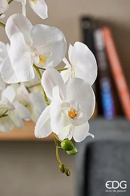 edg enzo de gasperi edg enzo de gasperi orchidea phalaenopsis real con vaso ramo x6 artificiale h 725 cm white ean 8054184911418