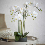 edg enzo de gasperi edg enzo de gasperi orchidea phalaenopsis real con vaso ramo x6 artificiale h 725 cm white ean 8054184911418