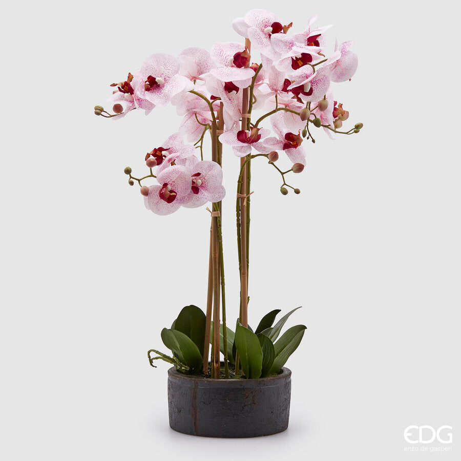 edg enzo de gasperi edg enzo de gasperi orchidea phalaenopsis real con vaso ramo x6 artificiale h 725 cm white fuchsia ean 8054184911456