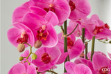 edg enzo de gasperi edg enzo de gasperi orchidea phalaenopsis real con vaso ramo x6 artificiale h 725 cm fuchsia ean 8054184911470