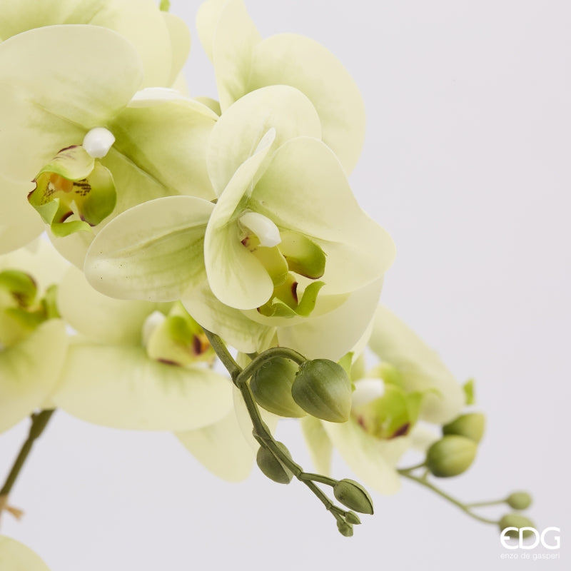 edg enzo de gasperi edg enzo de gasperi orchidea phalaenopsis real con vaso ramo x6 artificiale h 725 cm light green ean 8054184911432