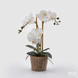 edg enzo de gasperi edg enzo de gasperi orchidea phalaenopsis pianta x3 artificiale con cesto h 48 cm white ean 8059824123688
