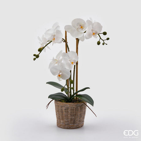 edg enzo de gasperi edg enzo de gasperi orchidea phalaenopsis pianta x3 artificiale con cesto h 48 cm white ean 8059824123688
