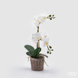 edg enzo de gasperi edg enzo de gasperi orchidea phalaenopsis pianta x2 artificiale con cesto h 40 cm white ean 8059824123701