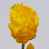 edg enzo de gasperi edg enzo de gasperi bouquet 5 tulipani parrot olis ass h 40 cm yellow orange 1 pz ean 8059824237323