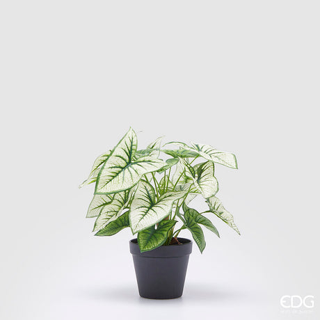 edg enzo de gasperi edg enzo de gasperi caladium variegato con vaso artificiale h 33 cm green ean 8059824355225