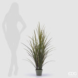 EDG Enzo De Gasperi Festuca con Vaso H 122 Cm Colore Verde