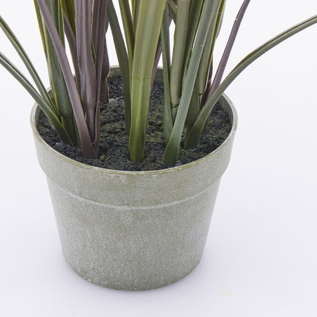 EDG Enzo De Gasperi Festuca con Vaso H 102 Cm Colore Verde