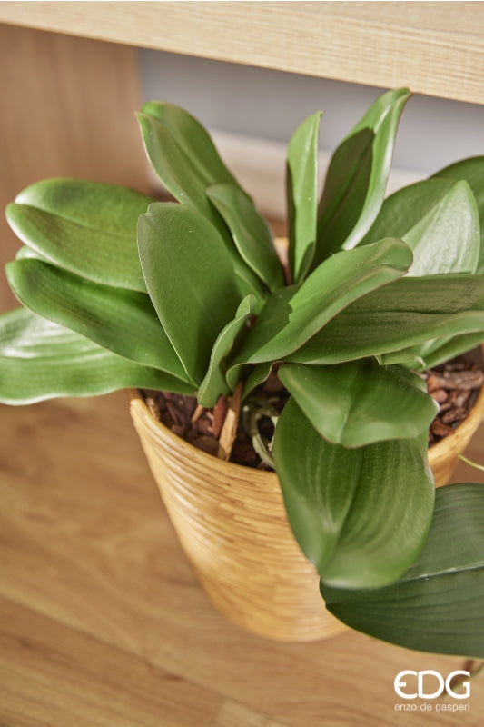 EDG Enzo De Gasperi Orchidea Phalaenopsis Foglia x5 Artificiale H 27 Cm Green