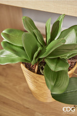 edg enzo de gasperi edg enzo de gasperi orchidea phalaenopsis foglia olis x6 con radice artificiale h 27 cm green ean 8056372972522