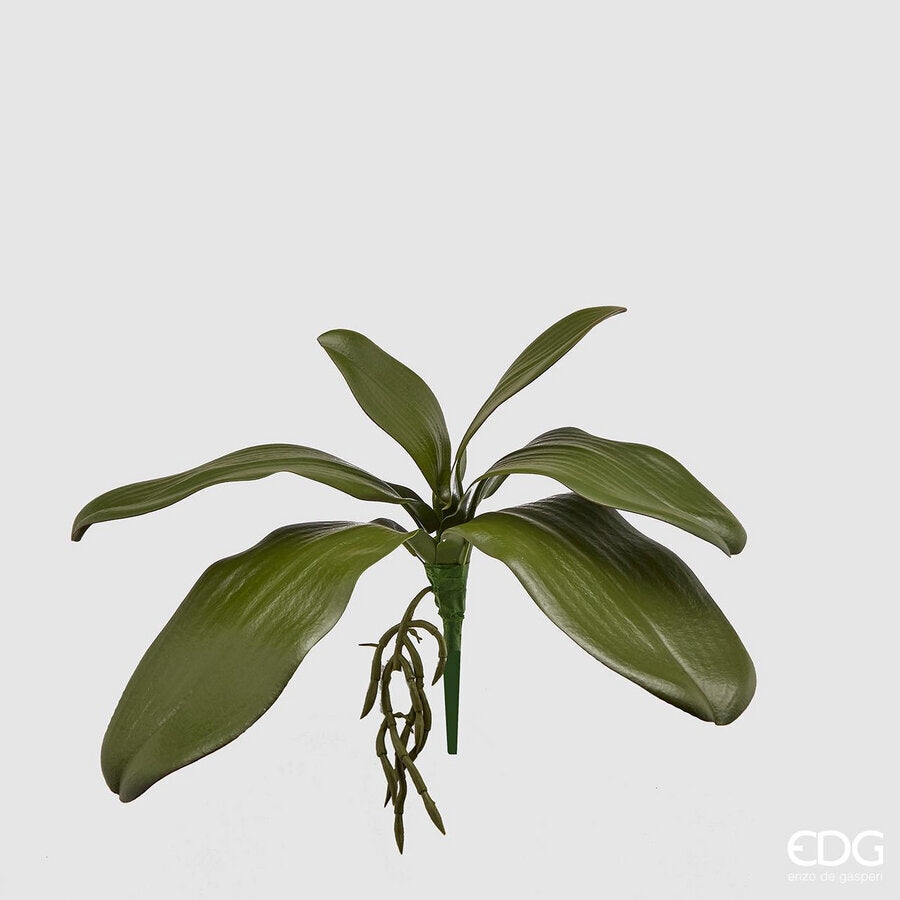 edg enzo de gasperi edg enzo de gasperi orchidea phalaenopsis foglia olis x6 con radice artificiale h 27 cm green ean 8056372972522