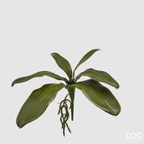 edg enzo de gasperi edg enzo de gasperi orchidea phalaenopsis foglia olis x6 con radice artificiale h 27 cm green ean 8056372972522
