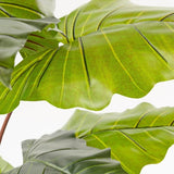 EDG Enzo De Gasperi Alocasia Chic W/Vase H120 (11fg) C0 Green