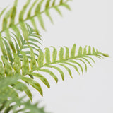 EDG Enzo De Gasperi Felce Olis Cespuglio H 45 Cm 23 Fg Verde