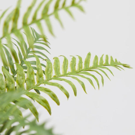 EDG Enzo De Gasperi Felce Olis Cespuglio H 45 Cm 23 Fg Verde