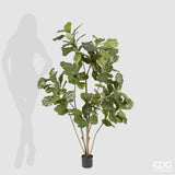 edg enzo de gasperi edg enzo de gasperi ficus lyrata con vaso h 152 cm green ean 8054184813583