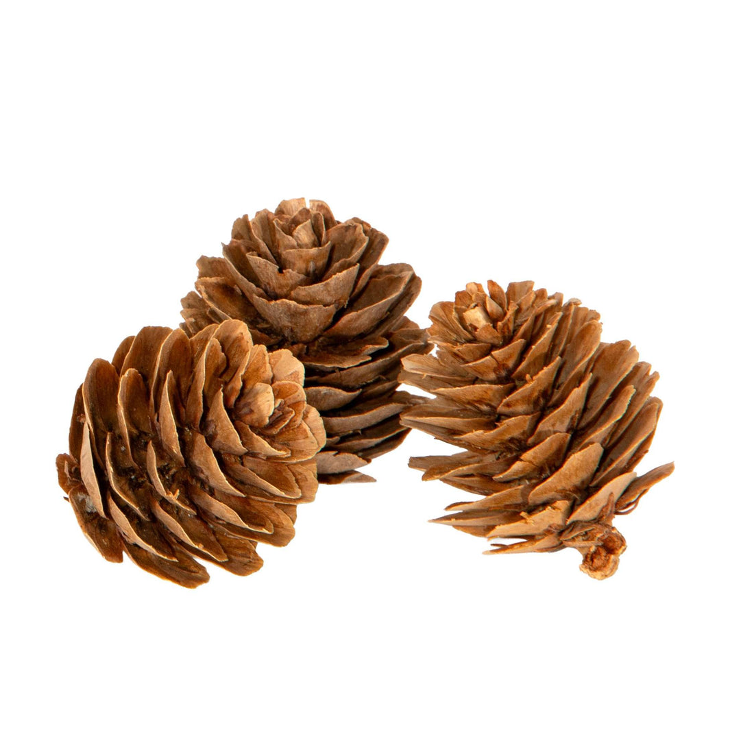 Piovaccari Set 15 Pigne Decorative Ø3 cm – Pigne per Albero di Natale, Addobbi Natalizi, Centrotavola e Fai da Te