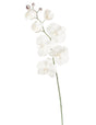 immagine-1-arpimex-orchidea-phalaenopsis-innevata-70-cm-bianco-ean-8018318350832