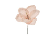 ARPIMEX Pick Amaryllis Innevato Natale 23 Cm Cipria