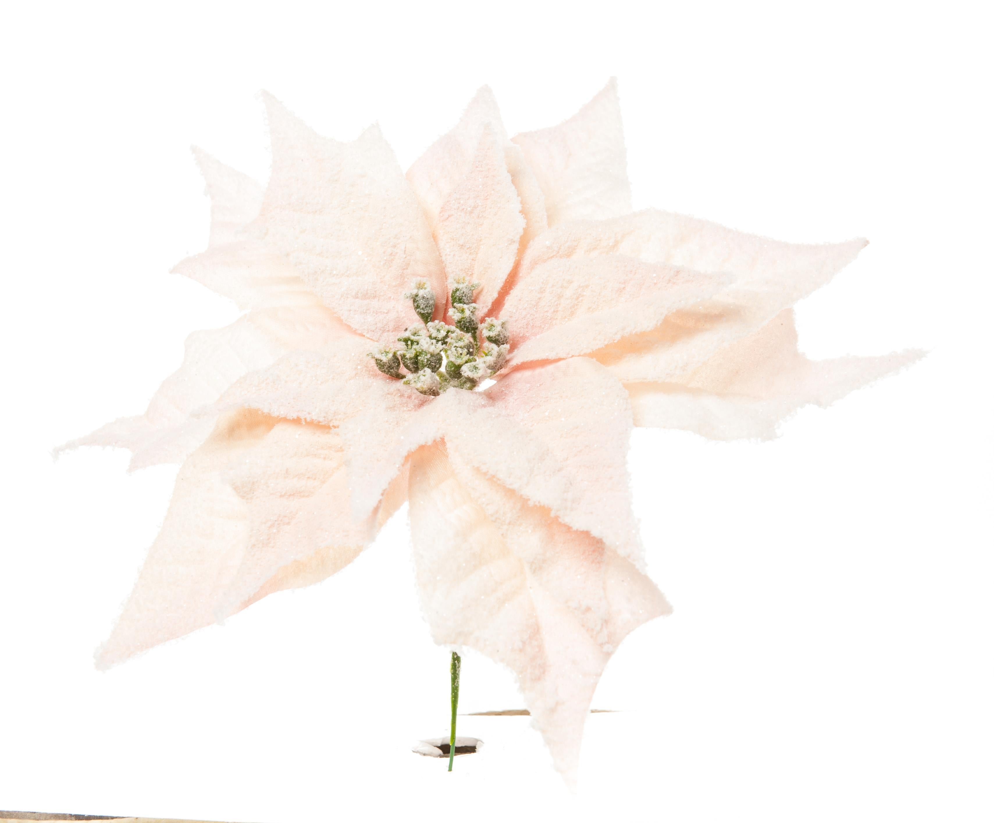 immagine-1-arpimex-pick-poinsettia-stella-di-natale-innevata-cipria-ean-8018318350245