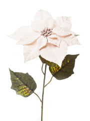 ARPIMEX Poinsettia Stella di Natale Innevata H 80 Cm Cipria
