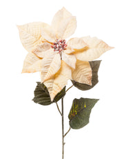 ARPIMEX Poinsettia Stella di Natale Innevata H 80 Cm Miele