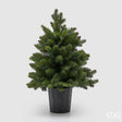 immagine-1-edg-enzo-de-gasperi-albero-di-natale-pino-argentato-verde-con-vaso-h-60-cm-d-48-cm-green-ean-8059824452887