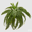 edg enzo de gasperi edg enzo de gasperi felce bell giga d 100 cm 40 fg pianta artificiale verde ean 8059824102898