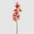 edg enzo de gasperi edg enzo de gasperi orchidea cymbidium h 90 cm rosa ean 8059824235138