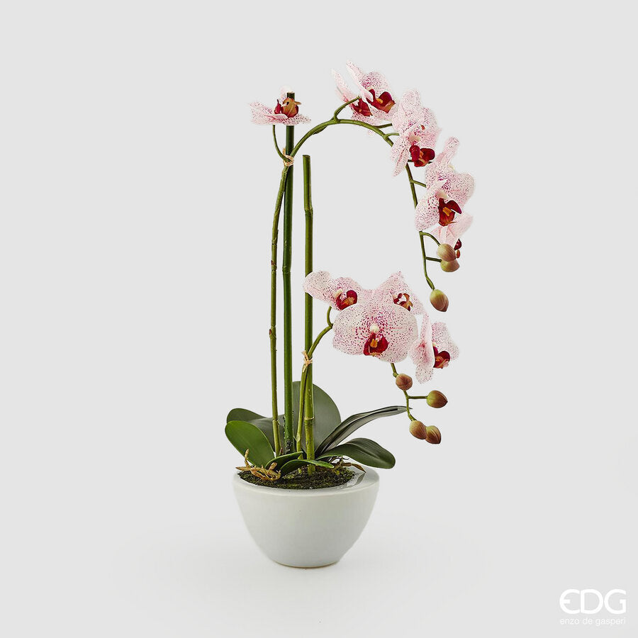 edg enzo de gasperi edg enzo de gasperi orchidea phalaenopsis real x2 con vaso h 50 cm pianta artificiale rosa ean 8054184927303