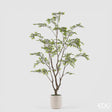 edg enzo de gasperi edg enzo de gasperi pianta artificiale bucida buceras vogue con vaso h 210 cm pianta decorativa realistica design moderno ean 8059824655080