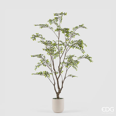 edg enzo de gasperi edg enzo de gasperi pianta artificiale bucida buceras vogue con vaso h 210 cm pianta decorativa realistica design moderno ean 8059824655080