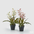 immagine-1-edg-enzo-de-gasperi-orchidea-cymbidium-con-vaso-h-54-cm-bianca-o-rosa-ean-8056372907425