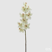 EDG Enzo De Gasperi Orchidea Cymbidium H 90 Cm Bianco Verde