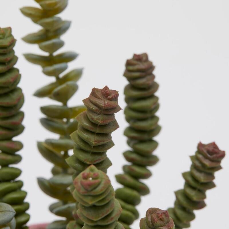 edg enzo de gasperi edg enzo de gasperi crassula con vaso in ceramica h 25 cm d 8 cm verde rosa pianta artificiale succulenta decorativa design moderno ean 8059824123923