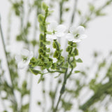 edg enzo de gasperi edg enzo de gasperi ginestra cespuglio pianta artificiale h 55 cm bianco ean 8059824484109